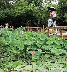 郑州哪里可以入夏赏荷,郑州最佳赏荷地来了