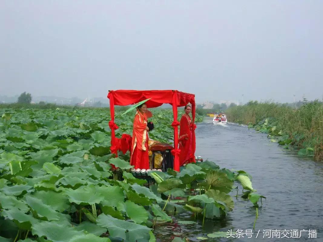 郑州哪里可以入夏赏荷,郑州最佳赏荷地来了