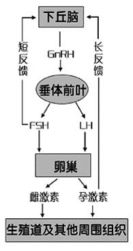 雌激素避孕药有哪些,雌激素药有几种
