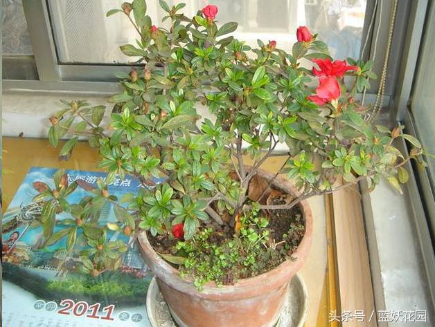 杜鹃花叶尖发黑怎么处理,杜鹃花叶尖发黑需要修剪吗