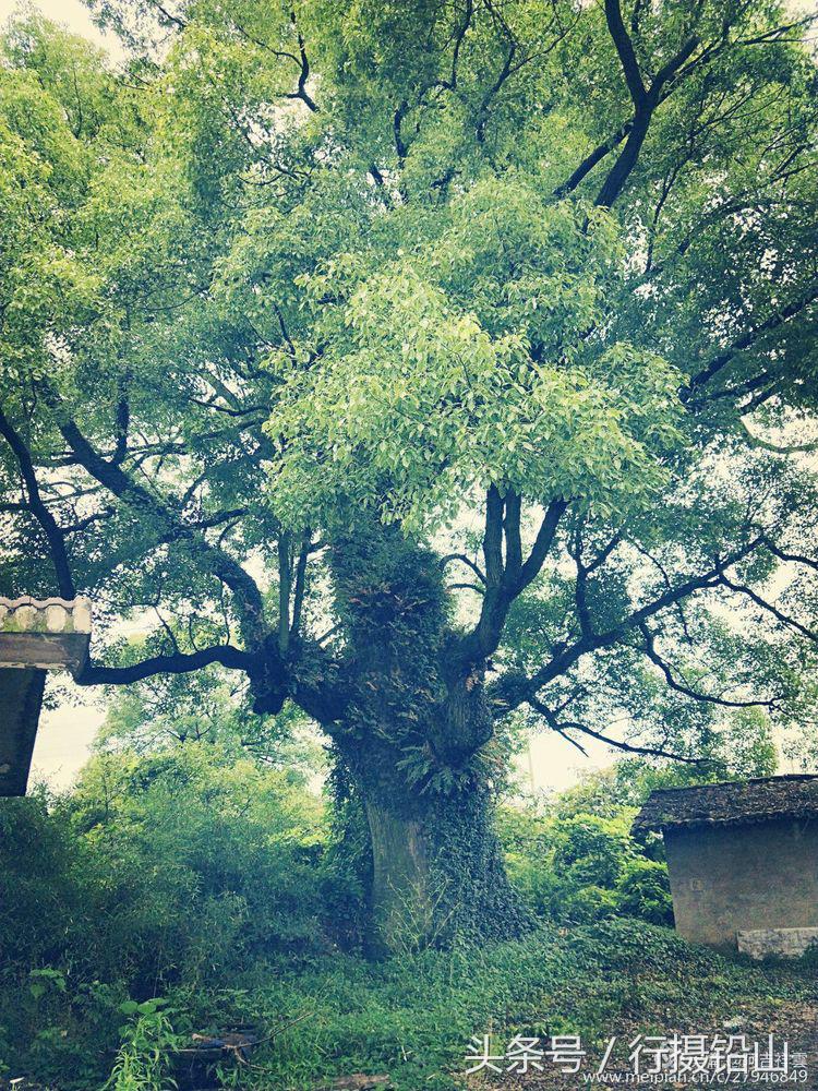 铅山风情,铅山河口古镇一日游游记