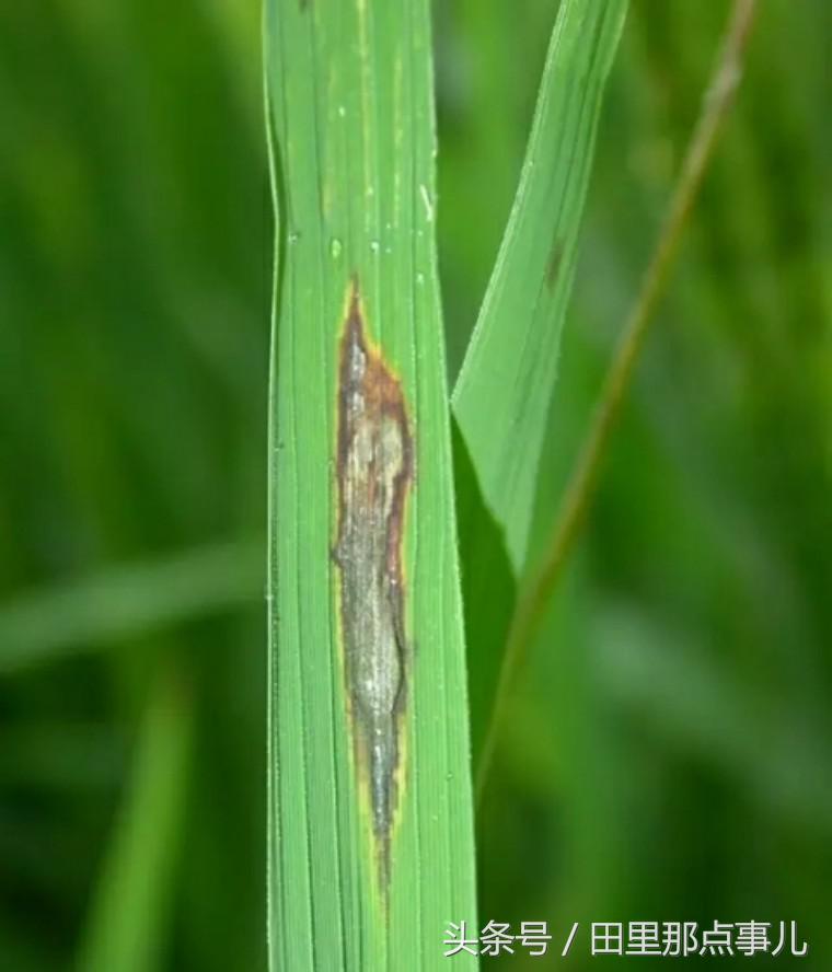 稻瘟病怎么消除,稻瘟病发生危害与防治措施调查