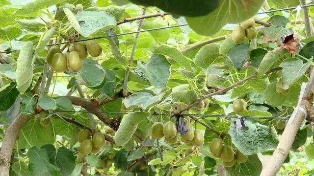 广西乐业：红心猕猴桃+有机茶，脱贫双招牌让农民搭上致富“快车”