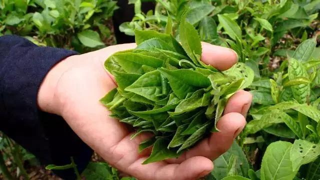 广西乐业：红心猕猴桃+有机茶，脱贫双招牌让农民搭上致富“快车”