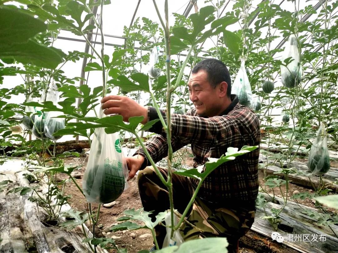 荒滩变成花海乡村富了百姓笑了,荒滩变成基本农田