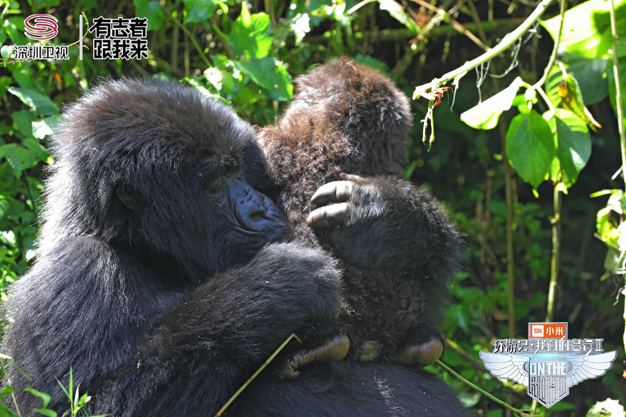 270非洲狂野“追猩”这份“金刚宝典”，你没理由错过！