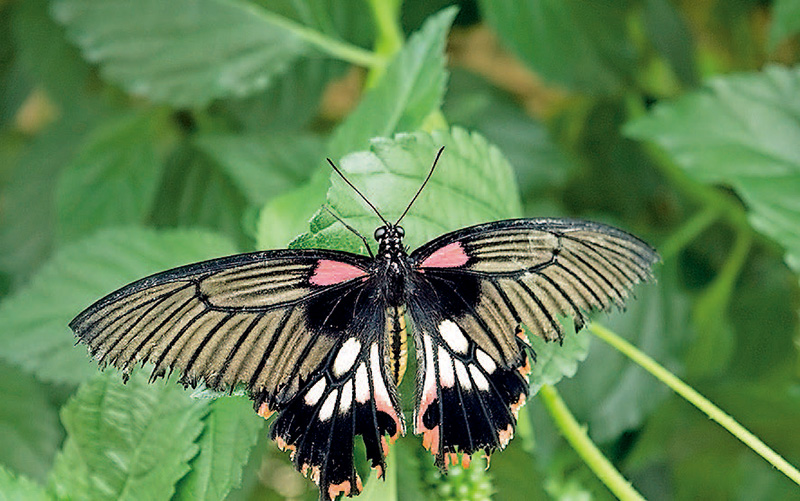 单反入门相机推荐,入门数码单反相机