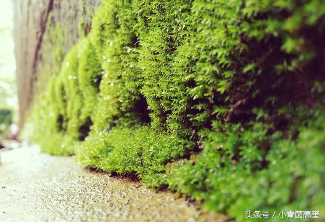 美丽的云南师范大学,美丽的云南曲靖