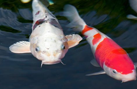 锦鲤受伤的原因,锦鲤观赏鱼好吗