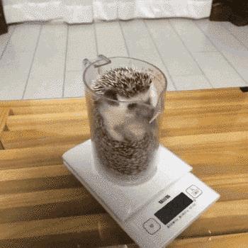 萌爆了！抖音同款蠢萌刺猬，赶紧入手一只撸撸撸！