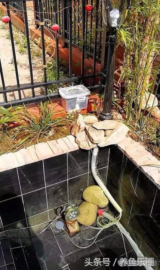 锦鲤鱼缸团灭后重新开缸,锦鲤遭团灭