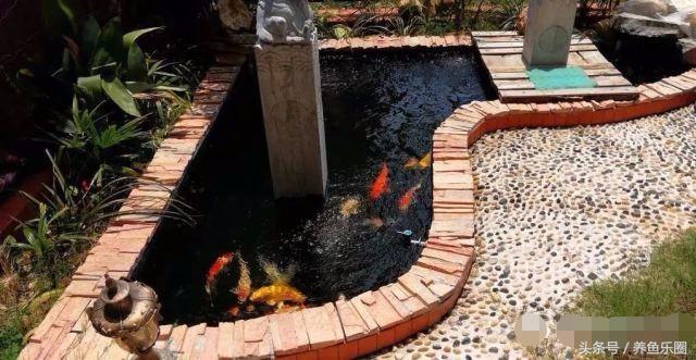 锦鲤鱼缸团灭后重新开缸,锦鲤遭团灭