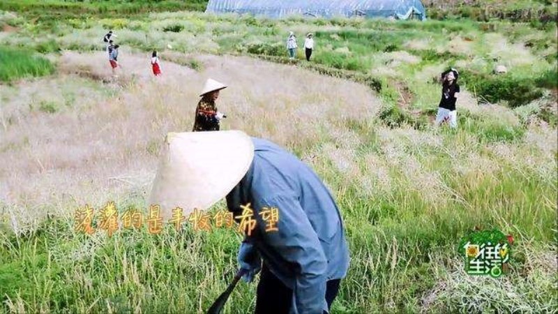 向往的生活讨人厌的嘉宾,向往的生活最弱男嘉宾