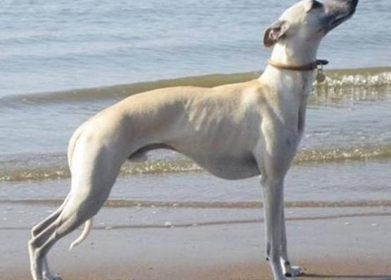 惠比特犬爱干净吗,惠比特犬出售直播