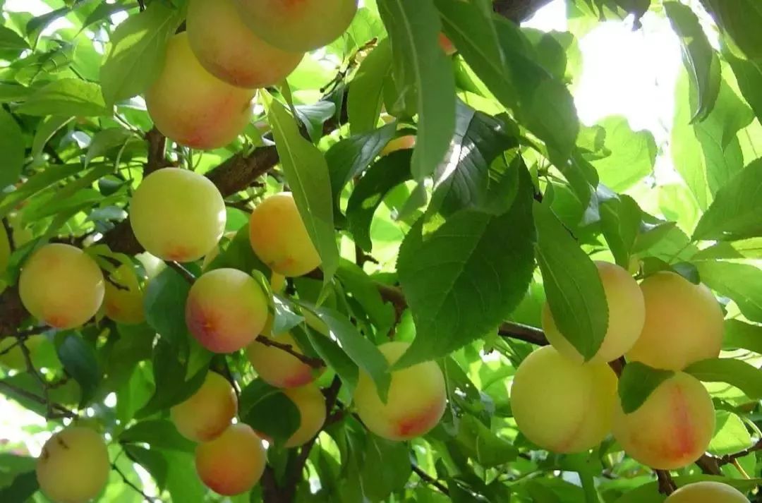 青白江铁路港开行蓉欧快铁多少列,成都中欧班列蓉欧快铁开通量