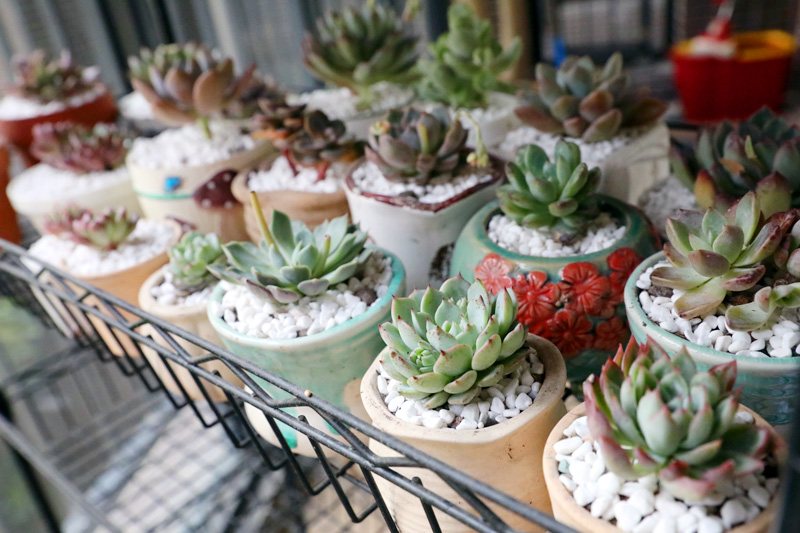 怎样才能把多肉植物养好,多肉植物要怎么种