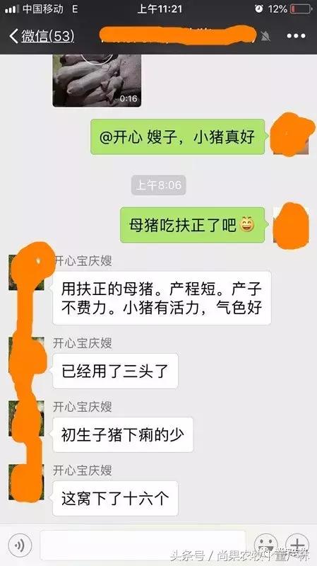 后备母猪身上长大包是什么,母猪身上长脓包是什么原因引起的