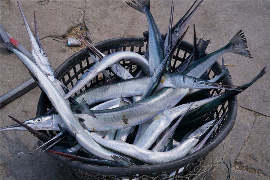 渤海湾沿岸最好的避暑胜地,东海湾避暑景点