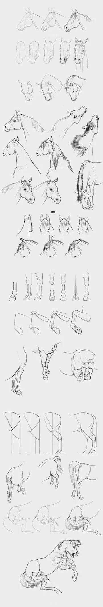 怎么把马画好,如何教你画真实的马