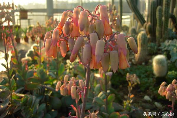 多肉之最,多肉之类的植物