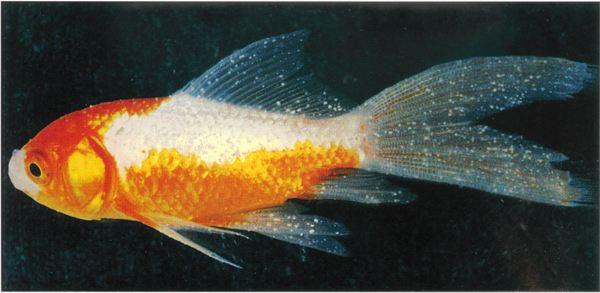 家养金鱼得病喂什么药,鱼缸养鱼鱼病症状