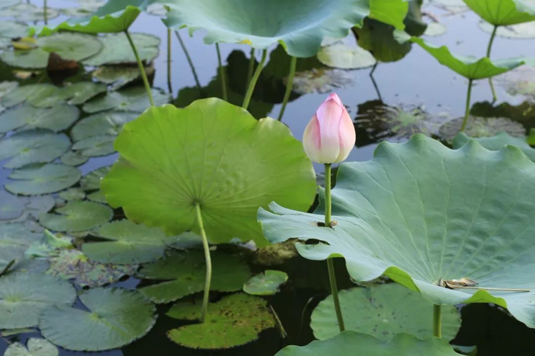 关于民国文化的作文,值得一看的民国小作文