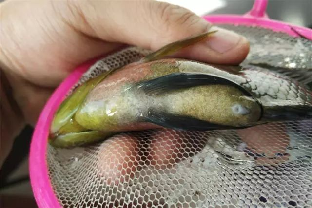 养罗威纳多久能听话,养罗氏虾两个月的视频