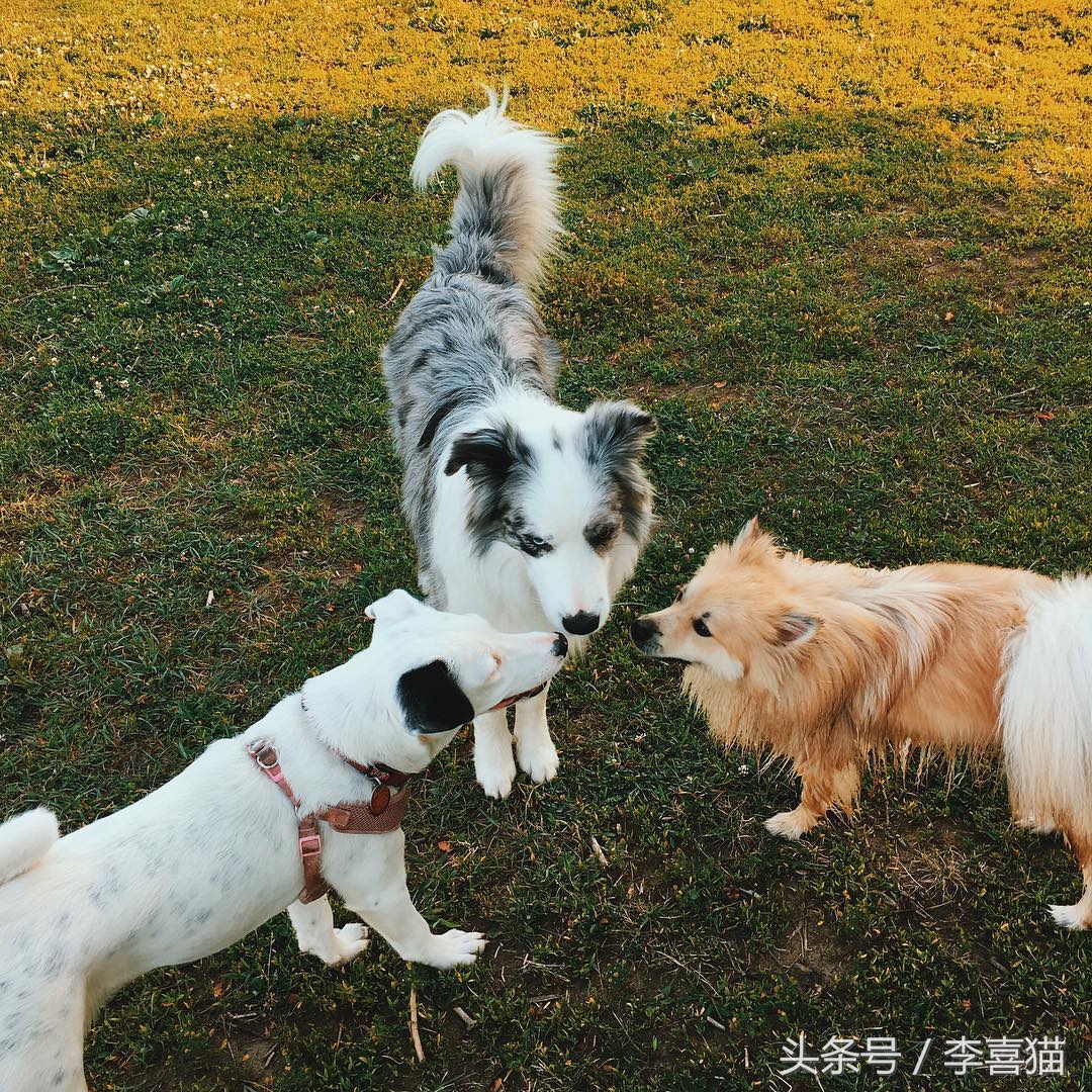 训练狗狗的正确方法和技巧,铲屎官如何正确训练狗狗