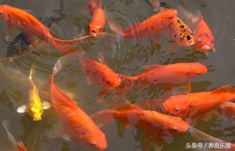 锦鲤池养鱼过滤系统,锦鲤池有了净化池还要增氧