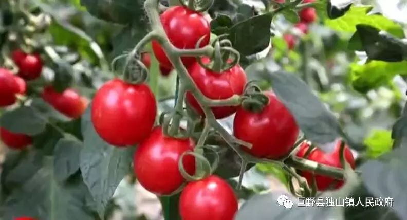 齐鲁先锋梁震鲁,齐鲁工业大学梁震鲁