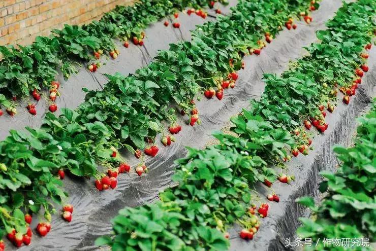 搞农业的赚不赚钱,什么样的农业项目可以挣钱