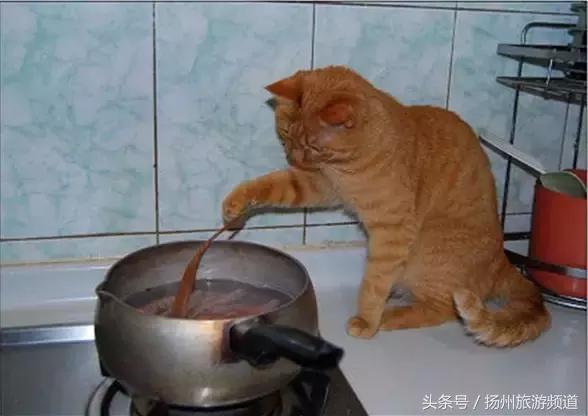 扬州市小升初的流程 (扬州小升初报名时间过了怎么办)