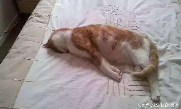 扬州市小升初的流程 (扬州小升初报名时间过了怎么办)