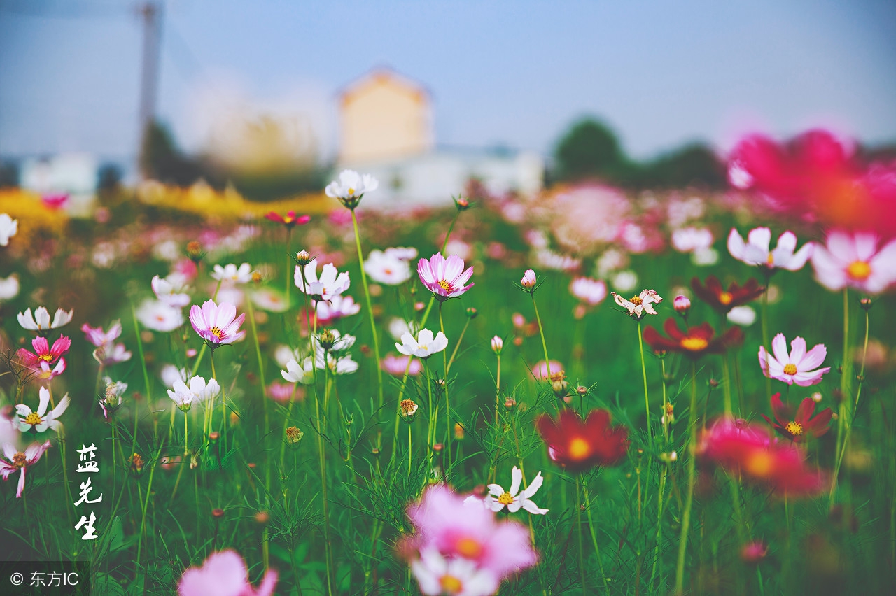 狮子座代表诚实和勇敢,代表狮子座的标志