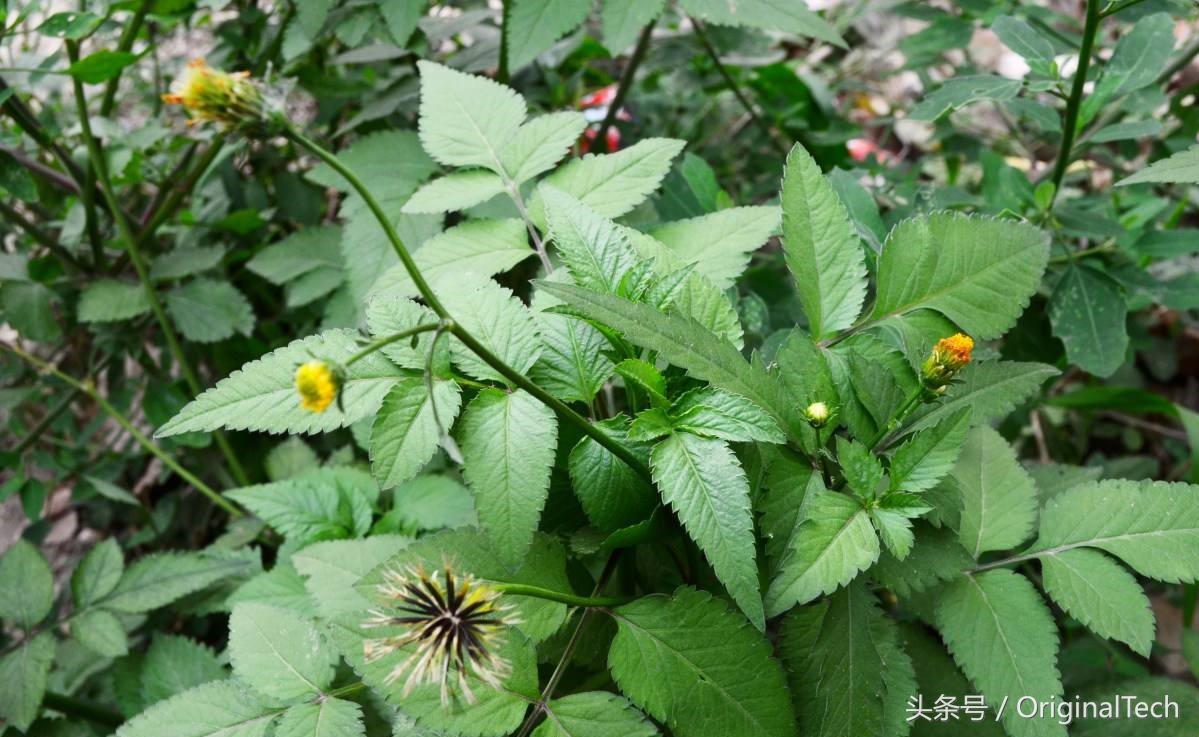 它虽然是野草却是跌打良药,农村用来喂猪的野草竟是治病良药