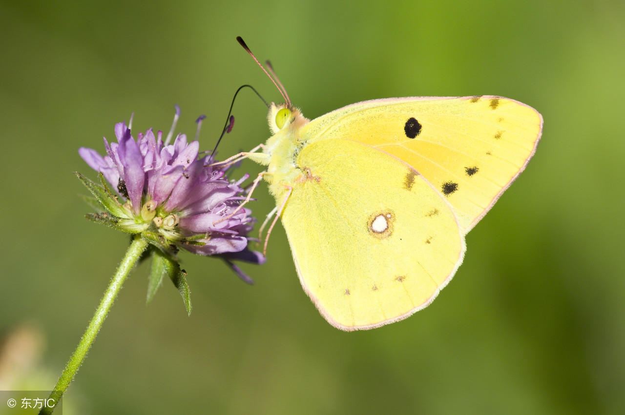 茶叶的分类的六大基本茶类有哪些,六大茶类各个茶的特点