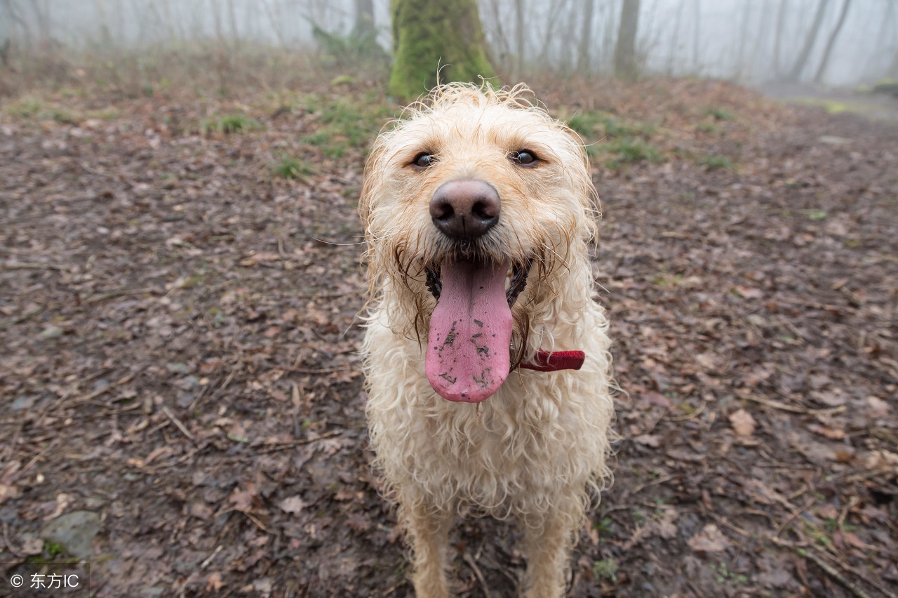 狗狗走丢了怎么补救,防止狗狗走丢最好的方法