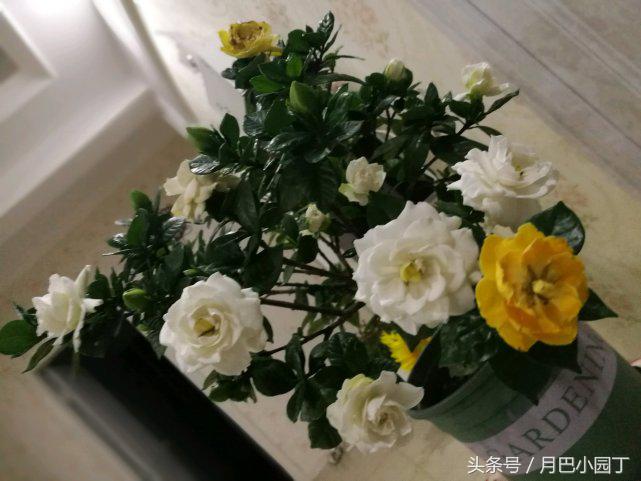 雀舌栀子花叶子发黄怎么回事,栀子花黄叶浇雪碧