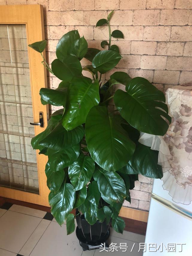 绿萝喂什么绿油油,绿萝的饲养方法及图片