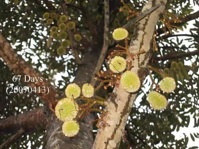 榴莲生长全过程,榴莲的生长全过程见证