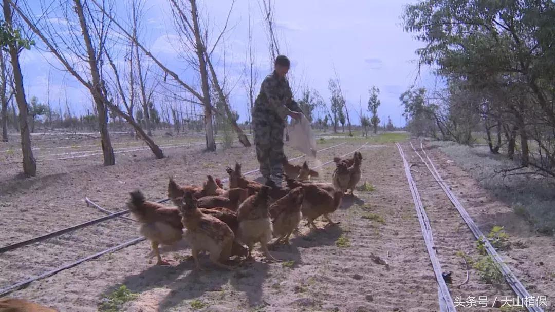 十师团场改革：富了职工活了企业