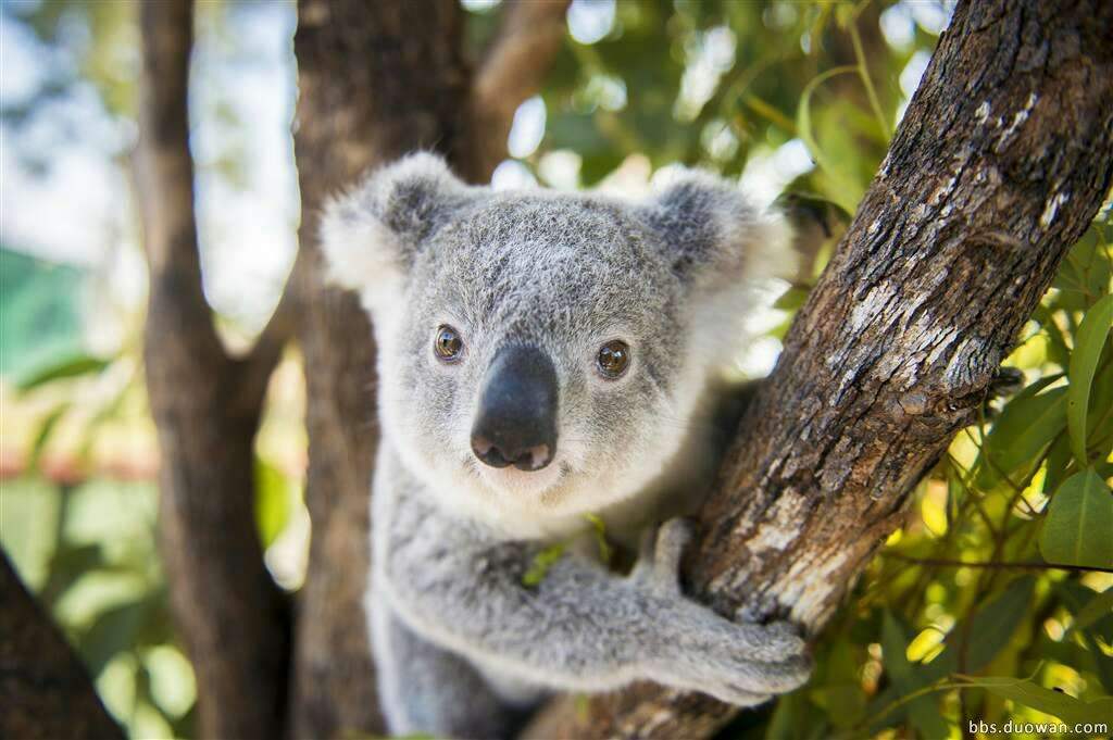 广州长隆野生动物世界旅游攻略,广州长隆野生动物王国攻略