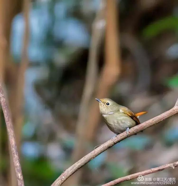 滇西拍鸟攻略,滇西观鸟的图片