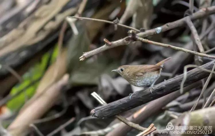 滇西拍鸟攻略,滇西观鸟的图片