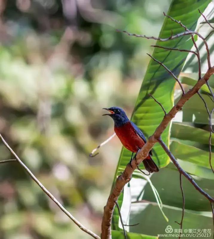 滇西拍鸟攻略,滇西观鸟的图片