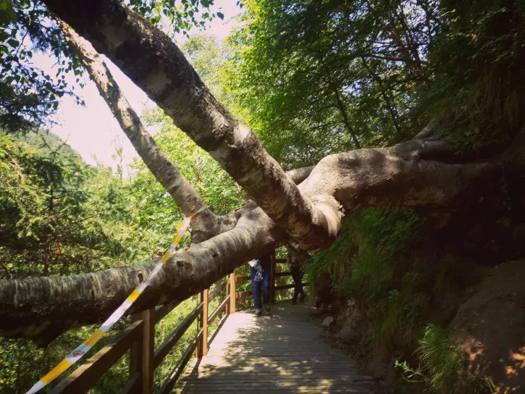 孟达天池与孟达自然保护区,西宁孟达天池旅游攻略