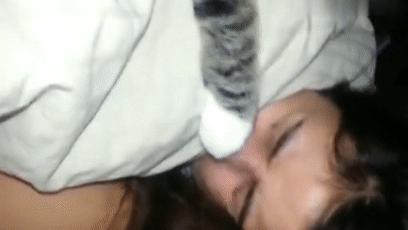 如果你觉得生活太难那就养只猫,如果生活艰难就养只猫吧