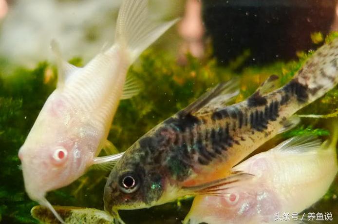 怎么养斗鱼孔雀鱼最好呢,孔雀鱼和斗鱼混养怎么养