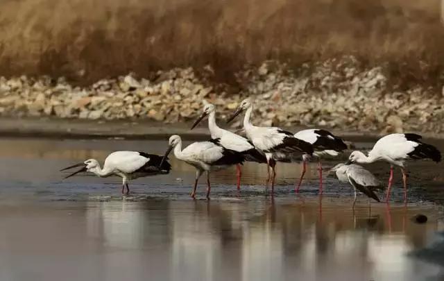 石家庄北戴河旅游景点,去北戴河不容错过的地方