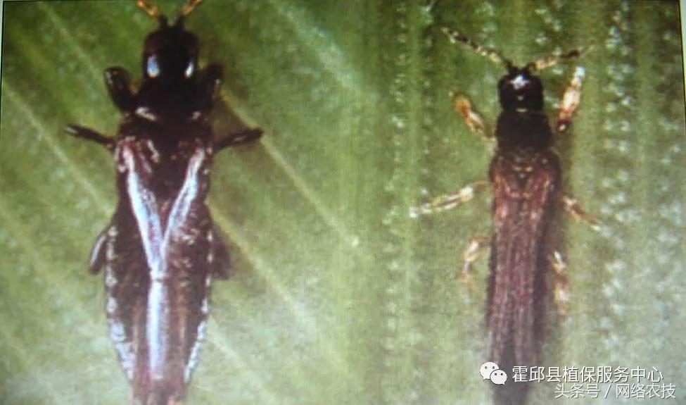 水稻叶梢发黄是不是病,水稻叶片发黄用什么药